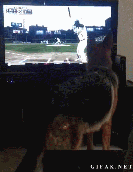 安全提醒：不要让狗狗距电视太近看棒球…