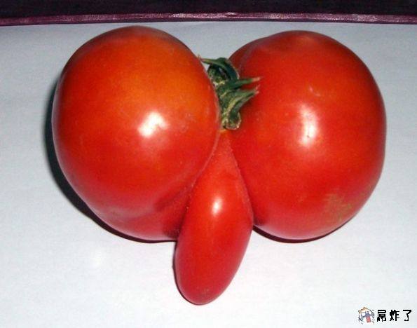 这个西红柿长的太邪恶了！