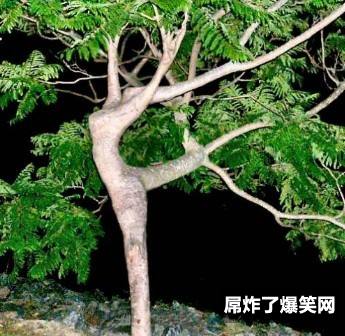 这棵树一定是在跳芭蕾
