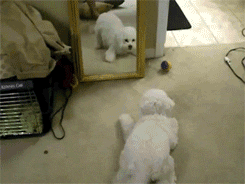 镜子永远是狗最大的敌人