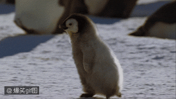 好萌的小企鹅，萌爆了